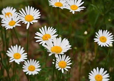 Daisies