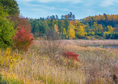 Forest Nature Autumn Fall