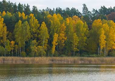 Forest Nature Autumn Fall