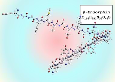 Beta Endorphin