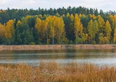 Forest Nature Autumn Fall