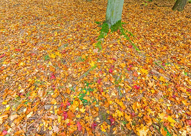 Foliage Forest Nature Yell