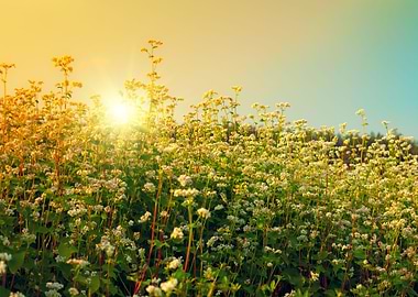 Agriculture Background Bea