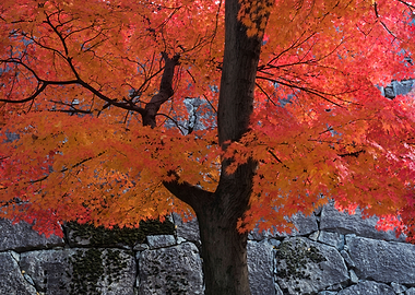 Maple tree for ballet