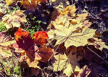 Tree September Leaf Wallpa