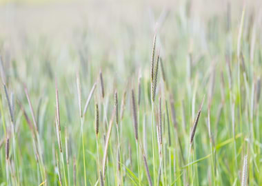 Natural Outdoor Plant Ripe