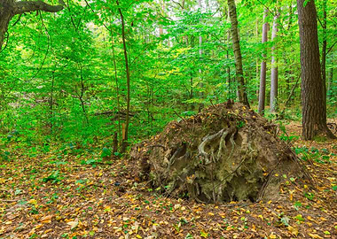 Nature Landscape Forest Sc