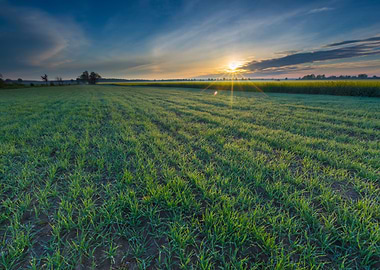 Nature Light Landscape Pla