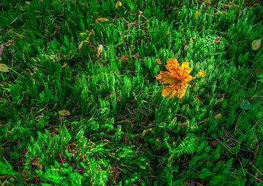 Tree September Leaf Wallpa