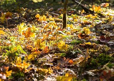 Tree September Leaf Wallpa