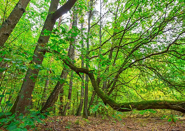 Nature Landscape Forest Sc