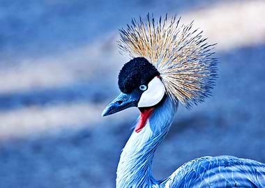 The Beautiful Peacock