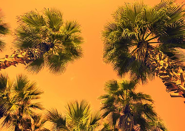 Arid Back Background Beaut