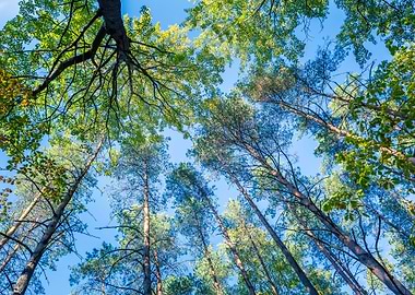 Park Sky Forest Blue Brigh