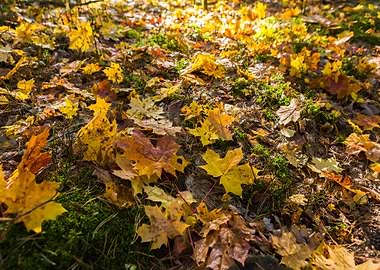Tree September Leaf Wallpa