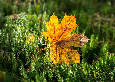 Tree September Leaf Wallpa