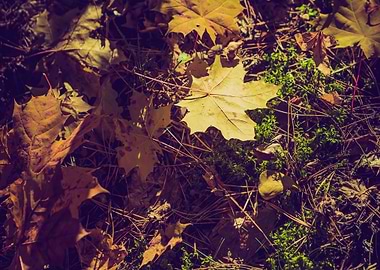 Tree September Leaf Wallpa