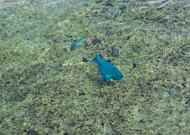 Colorful Fishes at Niue