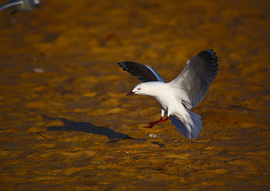 A seagull landing
