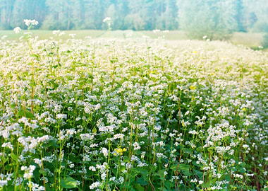 Agriculture Bloom Blossom