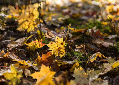 Tree September Leaf Wallpa