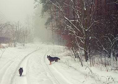 Animal Canine Cat Cloudy C
