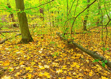 Nature Landscape Forest Sc