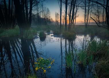 Nature Landscape Green Daw