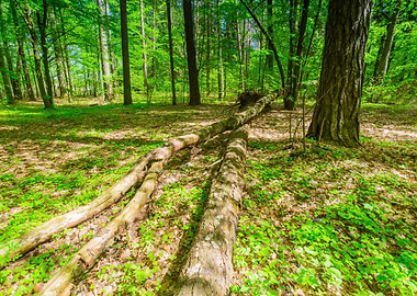 Foliage Scenic Spring Fore