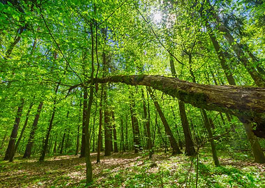 Foliage Scenic Spring Fore