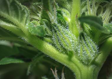 Male cannabis plant