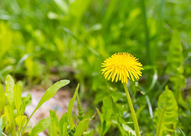 Dandelion Green Grass Fiel
