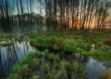 Nature Landscape Green Daw