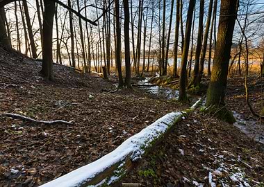 Morning Forest Cold Snow W