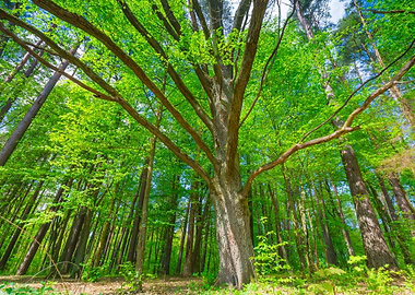 Foliage Scenic Spring Fore