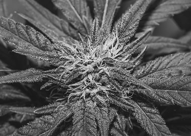 Female marijuana plant