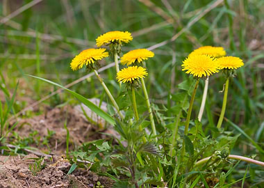 Dandelion Green Grass Fiel