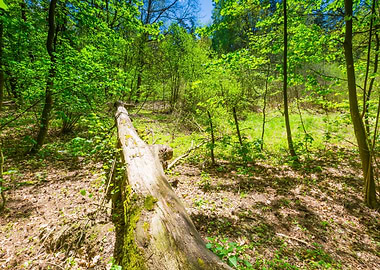 Foliage Scenic Spring Fore