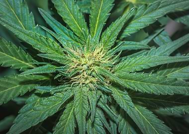 Female marijuana plant