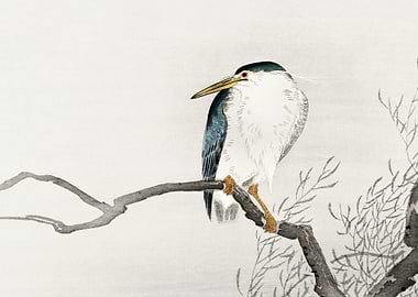 Quack on erratic branch