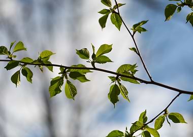 Tree Nature Spring Plant B