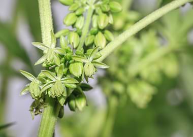 Beautiful male Cannabis