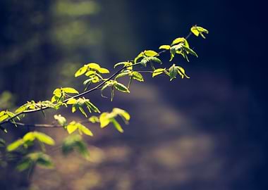 Tree Nature Spring Plant B