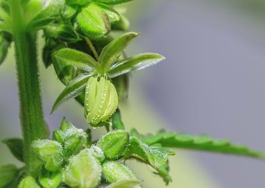 Beautiful male Cannabis