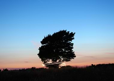 Ringed Silhouette Tree