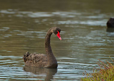 Black swan on the lake