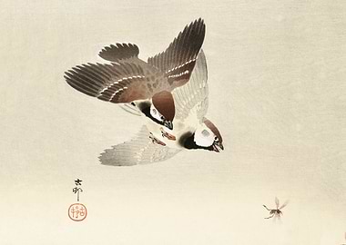 Ring sparrows and insect