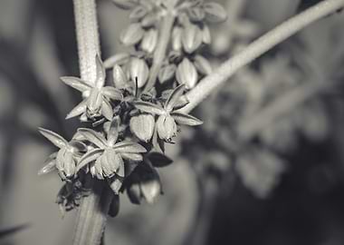 Beautiful male Cannabis