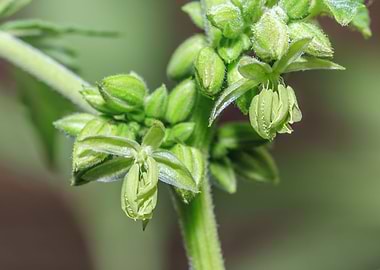 Beautiful male Cannabis