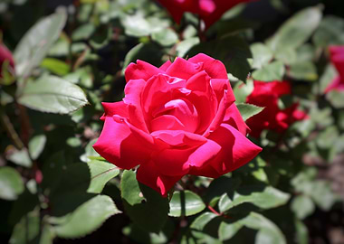Red rose